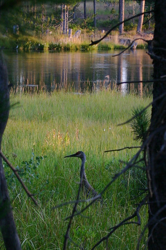 heron sunrise river idaho bigsprings
