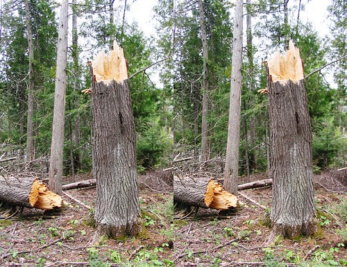 tree crosseye stump tremblant stereophography