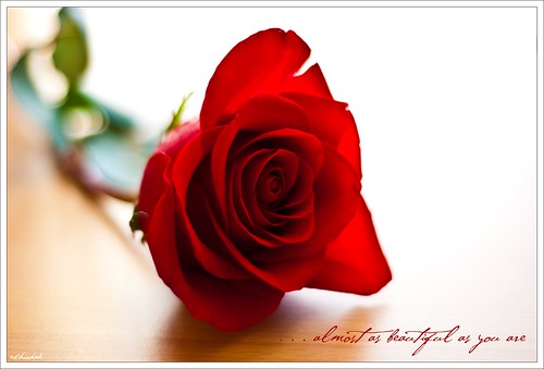 red rose nikkor50mmf18 nikond60