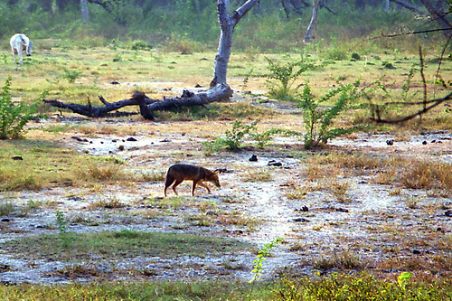 2003 travel india nature animal fauna geotagged mammal asia wildlife endangered mammals canoscan rajasthan bharatpur northernindia keoladeo dhole cuonalpinus iucnredlist lindadevolder photonegativescans