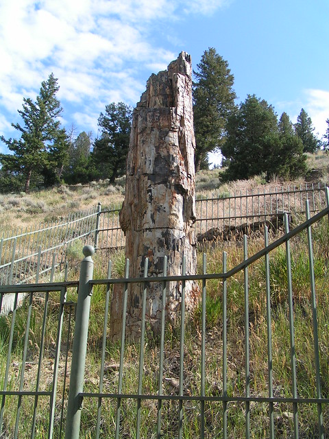 A Petrified Tree