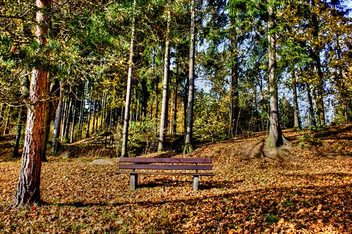 autumn trees light orange color forest bench landscape lonely hdr