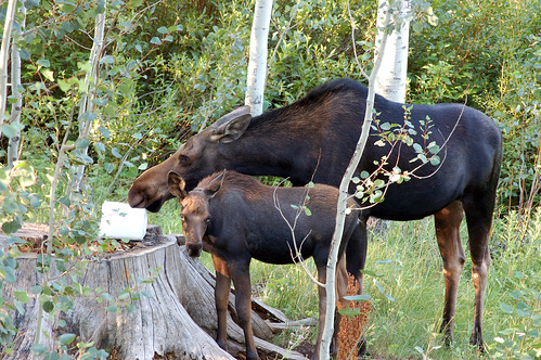 vacation utah moose pinesranch