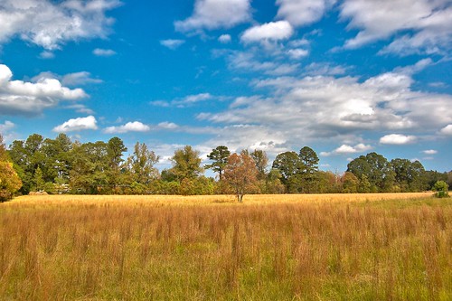autumn trees sky tree fall beauty field clouds mississippi golden day natural cloudy postcard naturalbeauty hdr meridian yourpostcardshot postcardshot yourpostcard erniesmith regionwide naturalbeauty2011 esmithiii erniesmithphotography erniesportfolio