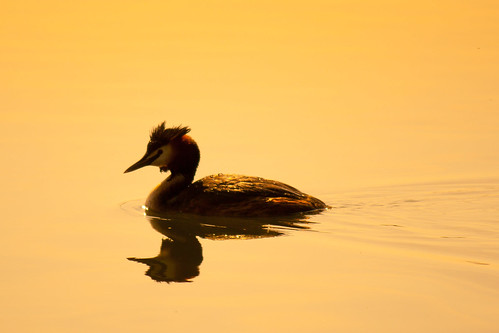 sunset england lake bird water swim evening ripple calm reservoir tring hertfordshire grebe greatcrestedgrebe podicepscristatus tringreservoir canoneos500d canonefs55250mmf456is