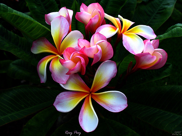 Australian Flowers - a photo on Flickriver