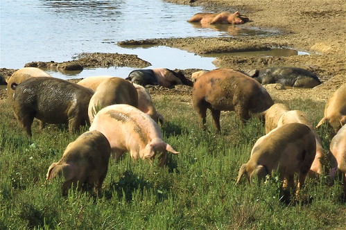 rural pond farm kentucky farmland pasture pigs hogs westernkentucky sunning unioncountykentucky morganfieldkentucky jalalspagesanimalkingdomalbum