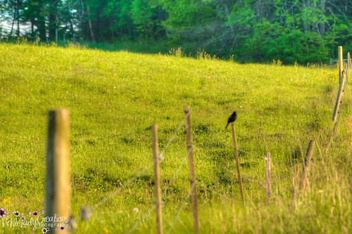 bird field neck cow cookie farm oreo bovine galloways belted wolfes beltedgalloway wolfesneckfarm oreocookiecow