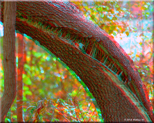 tree nature stereoscopic 3d brian anaglyph stereo trunk wallace split twisted stereoscopy stereographic brianwallace stereoimage stereopicture