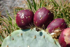 Gros orteil de cactus - Photo of La Colle-sur-Loup