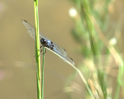 nikon dragonfly d200
