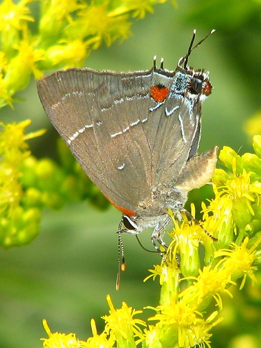 park county white butterfly insect kevin lafayette m hairstreak arvin tippecanoe ias munger parrhasius malbum