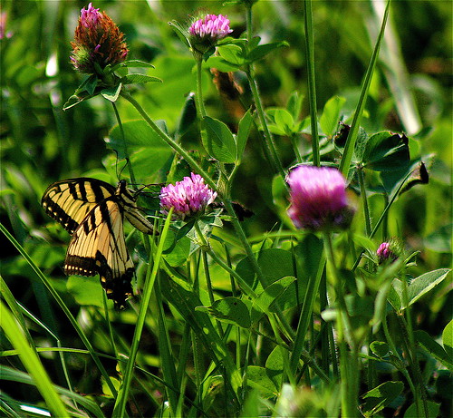 brown black green yellow rural butterfly geotagged illinois purple thistle insects farmland clover ohioriver flatlands southernillinois ohioriverbottoms ohiorivervalley caveinrockillinois littleegyptareaillinois geo:lat=37588935 geo:lon=88199787