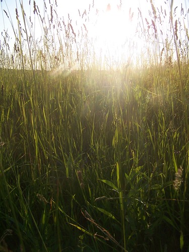 sky sun nature field grass outside outdoors natural prairie