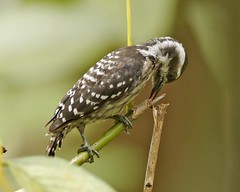 Sunda pygmy woodpecker  (Dendrocopos moluccensis) feeding