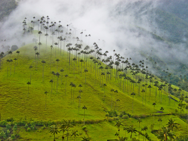 Wax palms in the Valle de Cocora