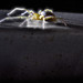 Luminescent Arachnid