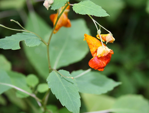 Spotted jewelweed, Impatiens capensis