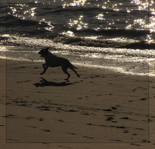 ocean shadow dog chien sun france water animal silhouette backlight canon soleil action run ombre 2009 sparkling contrejour atlantique scintillement courir platinumheartaward platinumheartawards quynhvu canonpowershotsx10is laraqueen