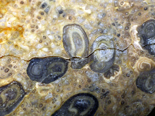 plant fern fossil northcarolina paleontology bundle botany treefern rhizome cretaceous pteridophyta vascularbundle ccbyncsa siphonostele canonpowershotsx10is temskya