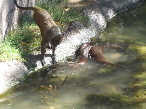 Monkey trying to pet the otters