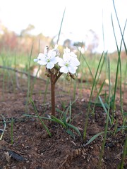 Drosera Erythrorhiza subsp ? flower