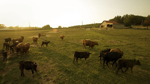 friends sunset vacation usa holiday animals barn cows farm kentucky hay leitchfield hembergerhill