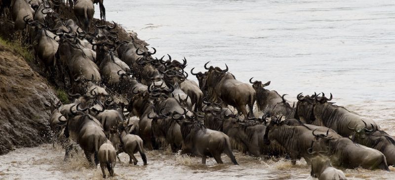 wildebeest migration crossing the mara river in kenya