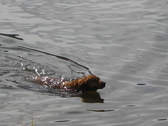 swimming dog 