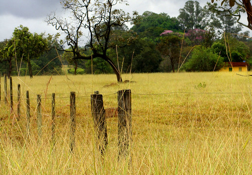 trees brazil sky house nature brasil clouds fence landscape spring farm cerrado idyllic goiânia bucolic goiás