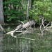 Alligator Canal   DSCN1858