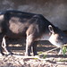 Another tapir