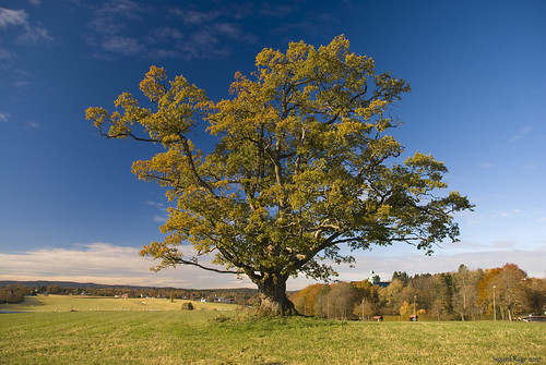 autumn tree norway landscape norge oak quercus nikon polarizer tre eik d60 sigma18200 eika ås