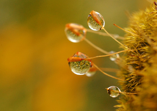 flower reflection water topv111 moss topv333 bc drop lichen reproduction portcoquitlam jesters buttercups naturesfinest flowerscolors sporophytes utatafeature colonyfarmregionalpark alternationofgenerations 2007060700018