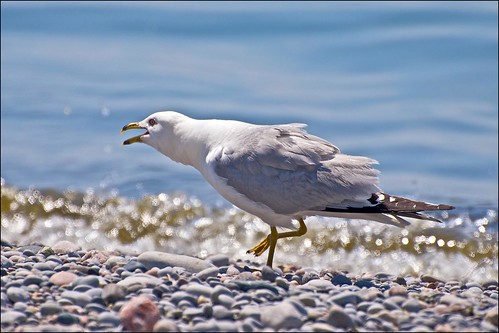 ontario bird beach gull lakeontario grafton ringbilledgull larusdelawarensis wcklowbeach
