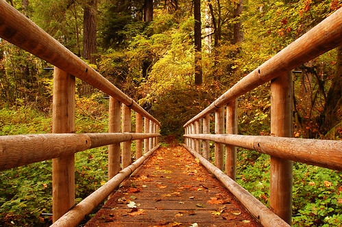 bridge oregon footbridge hiking siuslawnationalforest kentuckyfalls