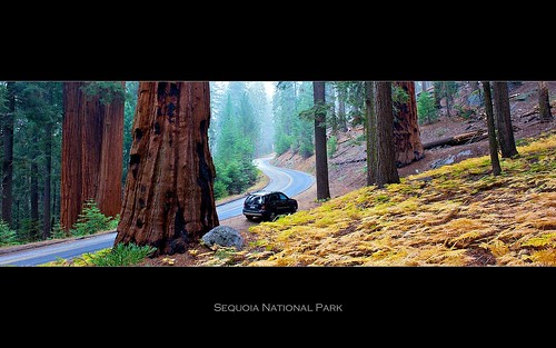 california trees forest wilderness sequoia sequoianationalpark giantsequoia sequoiaforest