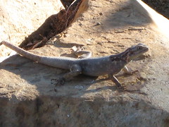 Sunning lizard 