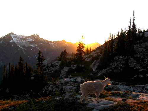 trees sunset rocks hiking goat backpacking mountian