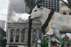 Mardi gras parade bull