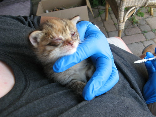 Day 167 - Sick kitten