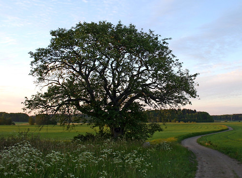summer tree nature rural sunrise project landscape sweden natur haninge träd landskap photoproject summernight sorbusintermedia swedishwhitebeam oxel sjättejuni swedenday