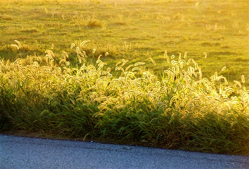 sunset sunlight grass rural geotagged ditch farm kentucky seed farmland lateafternoon earlyevening westernkentucky unioncountykentucky ohiorivervalley stateroad359 geo:lat=37725889 geo:lon=87872472