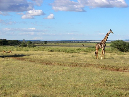africa tanzania safari giraffe manyara lakemanyara antelopes nadie