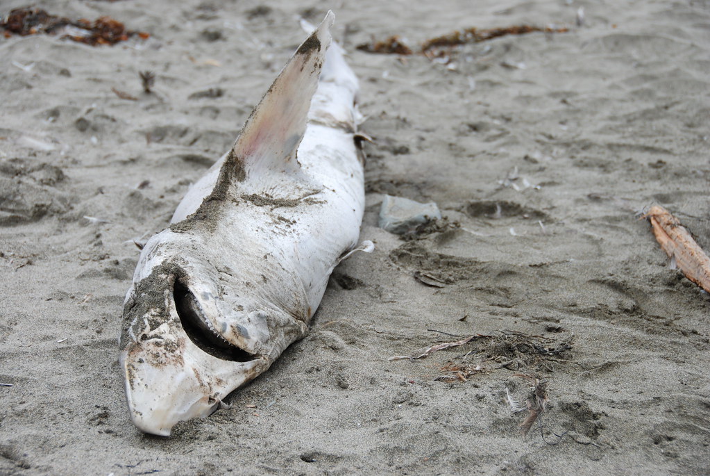 Dead shark at Fort Funston beach