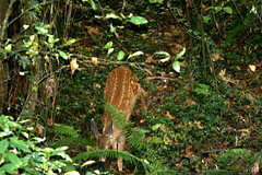 bambi lurking in our backyard    MG 3428 