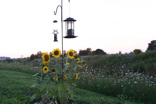 sunset matt sunflowers hdr birdfeeders stum photomatix mattstum