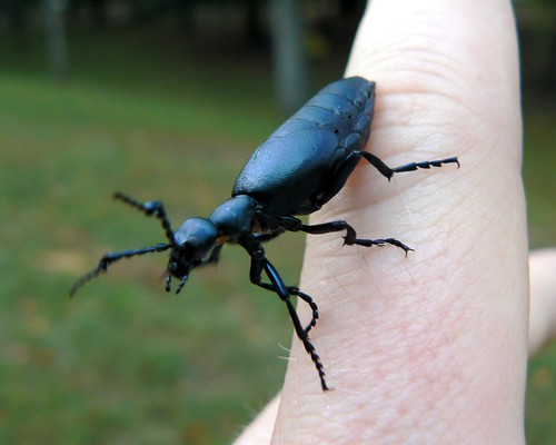 park ohio black nature bug insect finger beetle oil wildwood metropark myfinger meloe oilbeetle