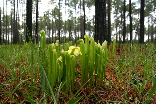 plant ga georgia bog pitcher carnivorous pitcherplant pinewoods doerun doerunpitcherplantbog dailynaturetnc10 photocontesttnc10
