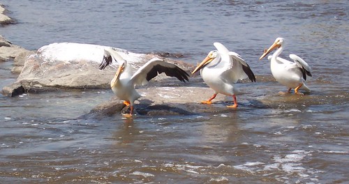birds river walking pelican